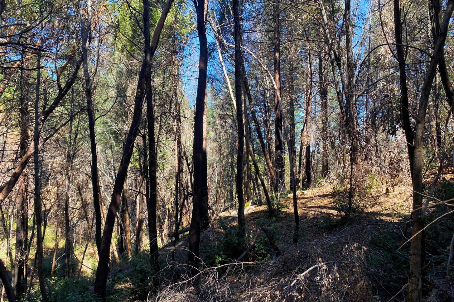 Fir Trail, Berry Creek, California image 31