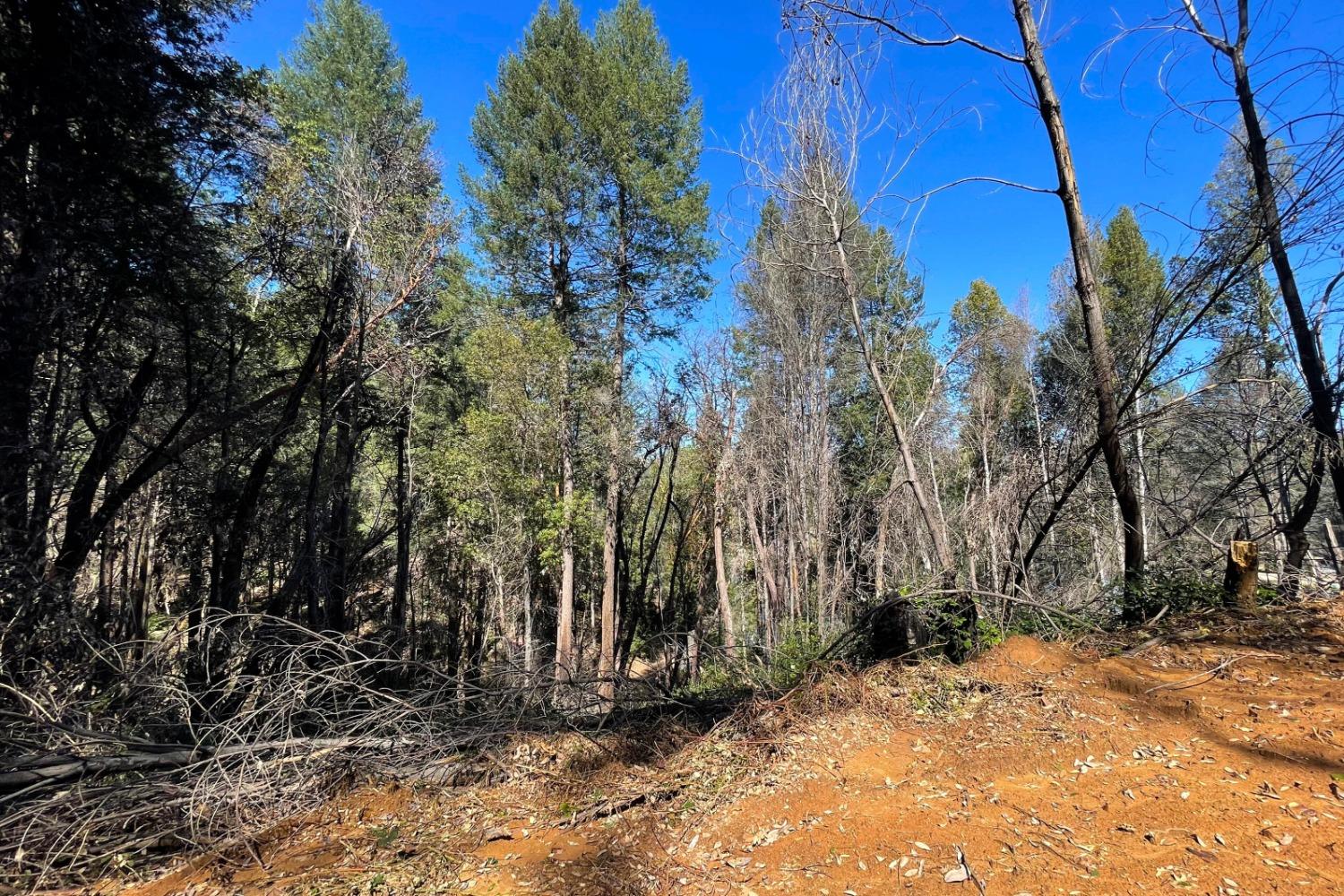 Fir Trail, Berry Creek, California image 19