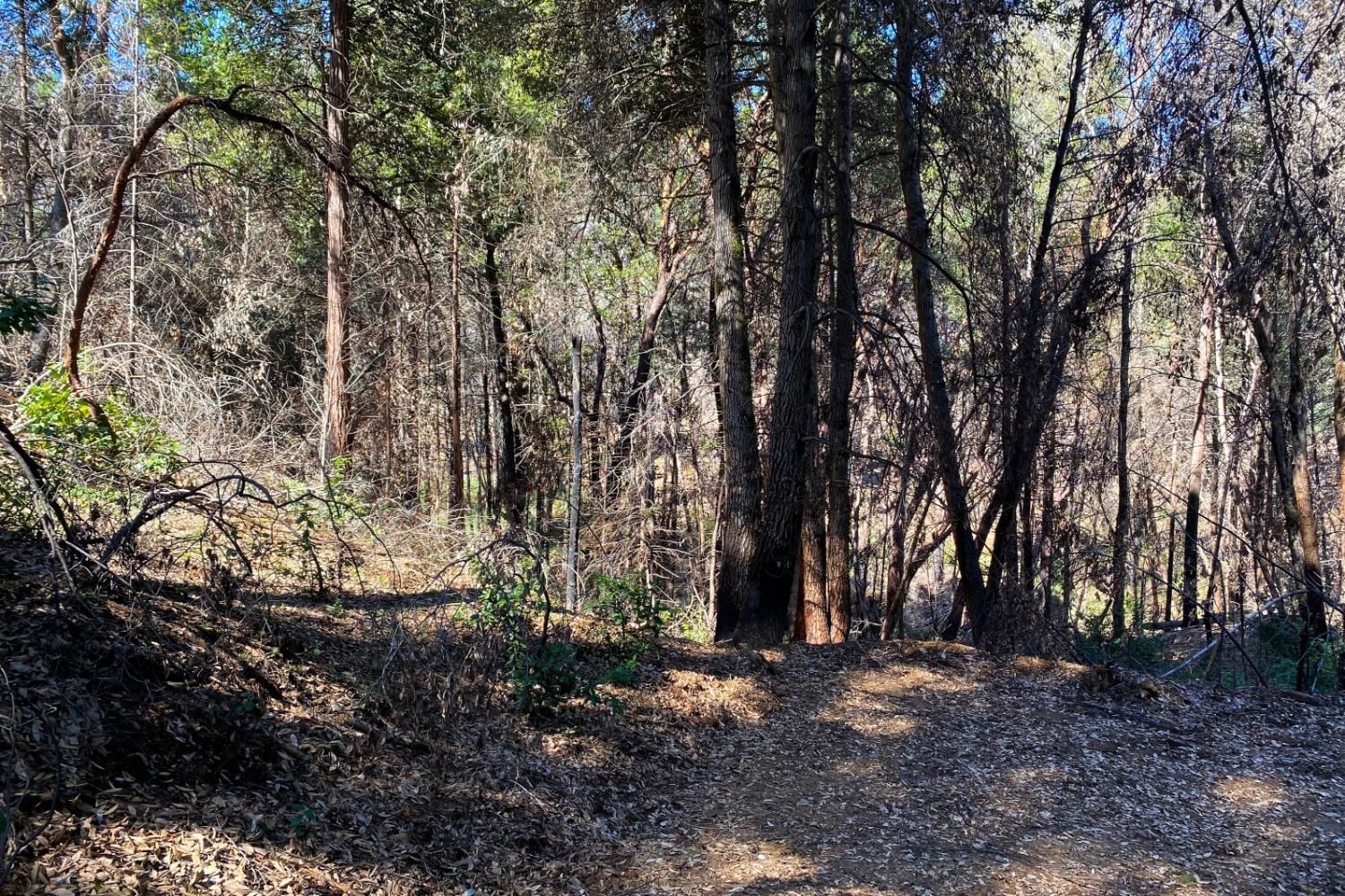 Fir Trail, Berry Creek, California image 33