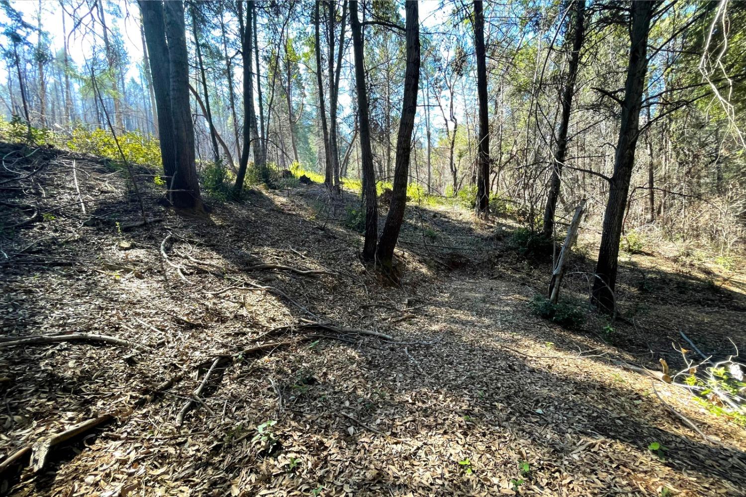 Fir Trail, Berry Creek, California image 8