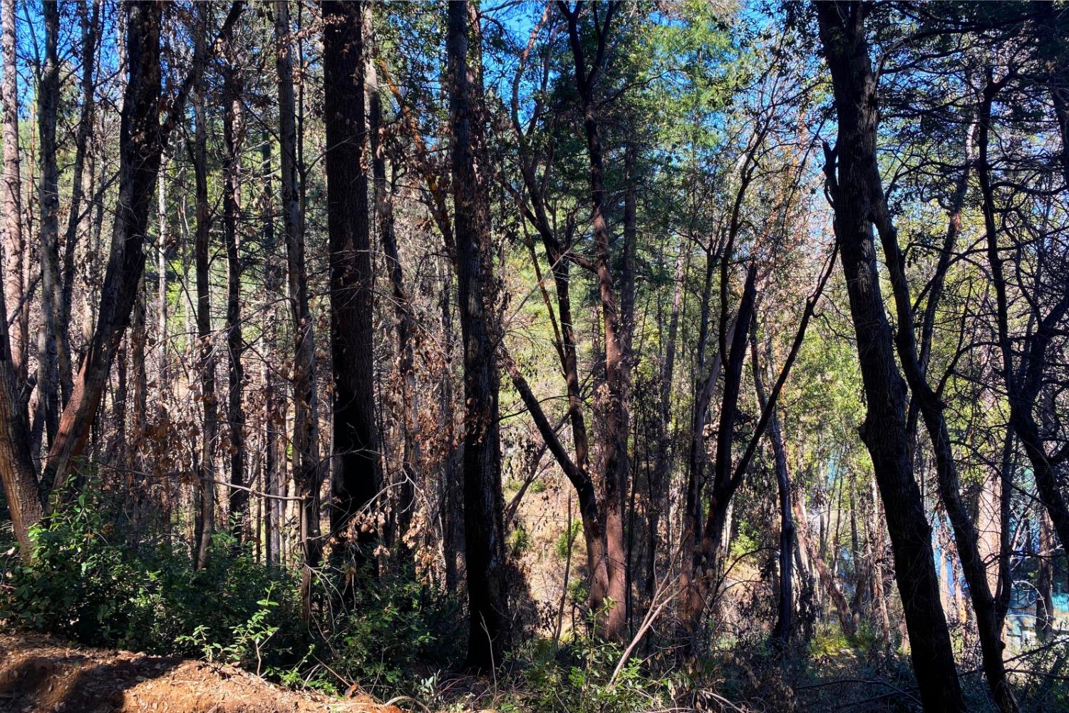 Fir Trail, Berry Creek, California image 25