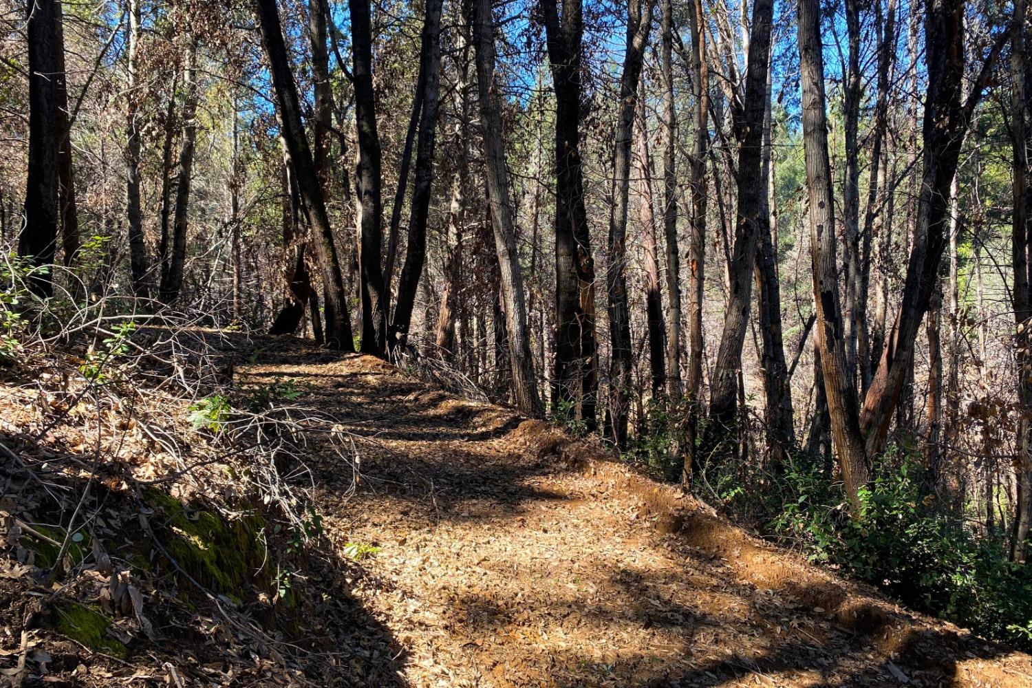 Fir Trail, Berry Creek, California image 29