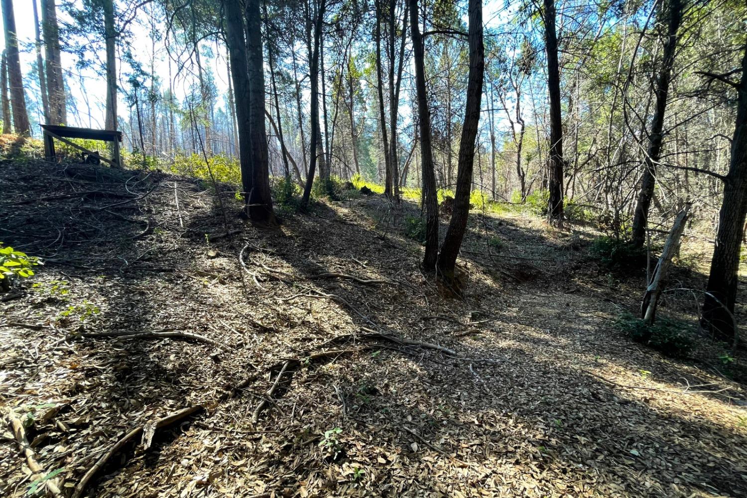 Fir Trail, Berry Creek, California image 11