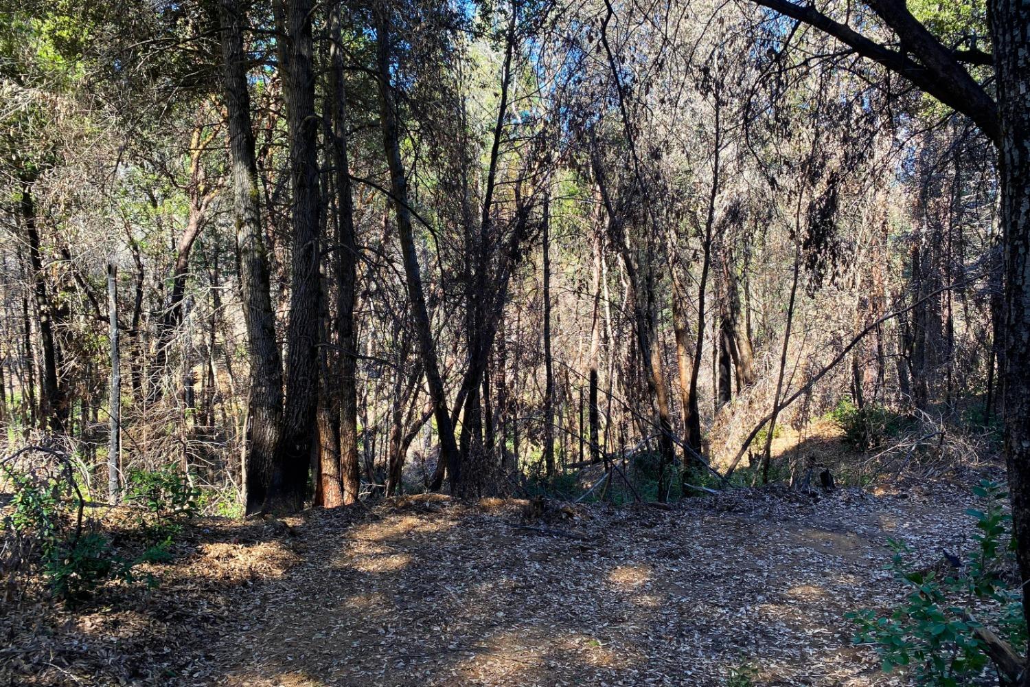 Fir Trail, Berry Creek, California image 32
