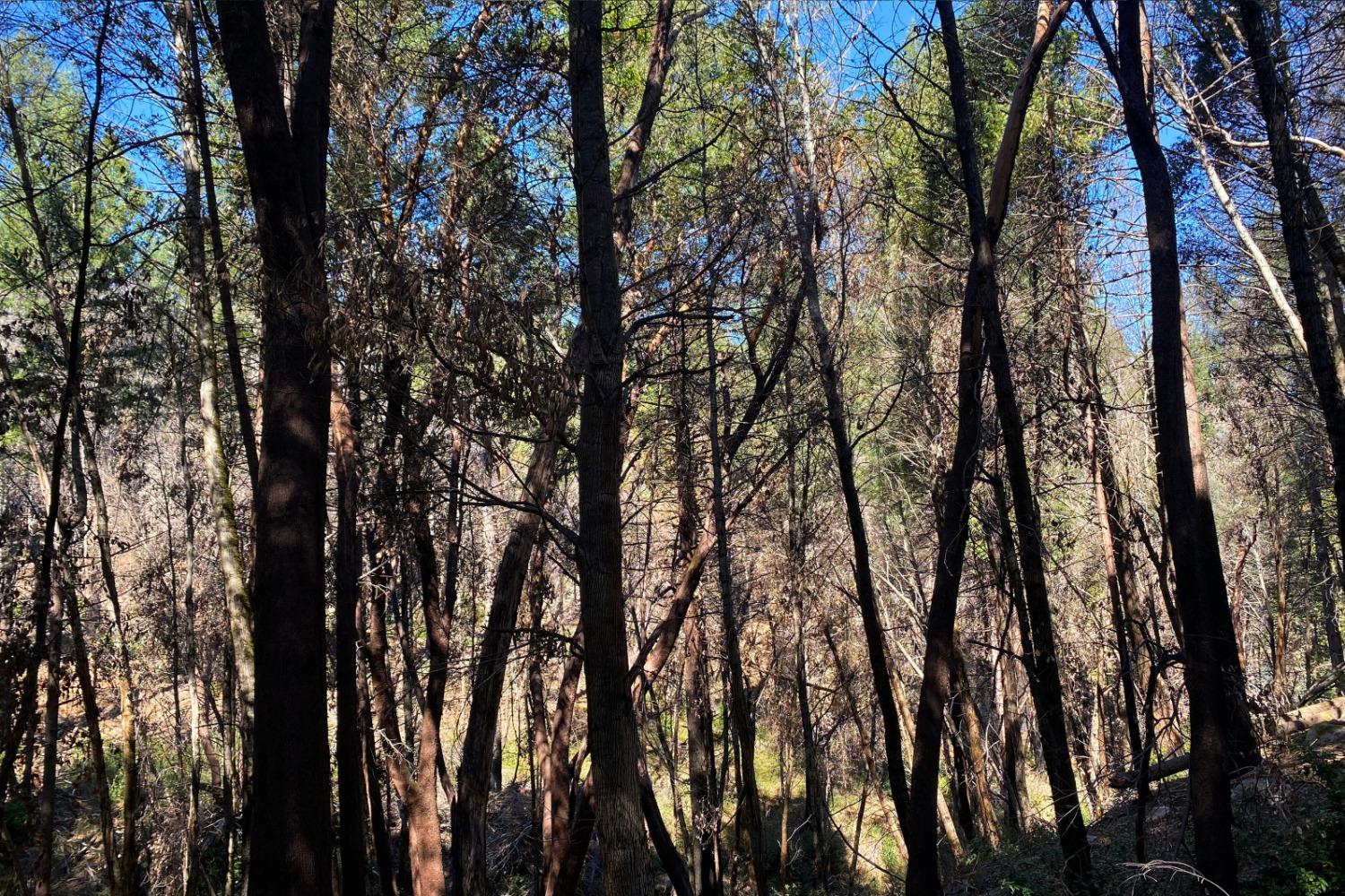 Fir Trail, Berry Creek, California image 28