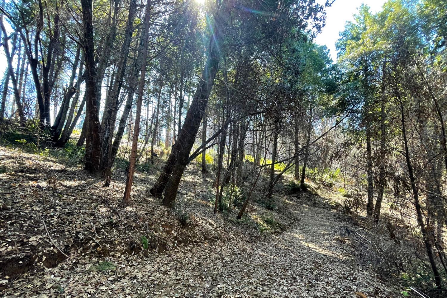 Fir Trail, Berry Creek, California image 6