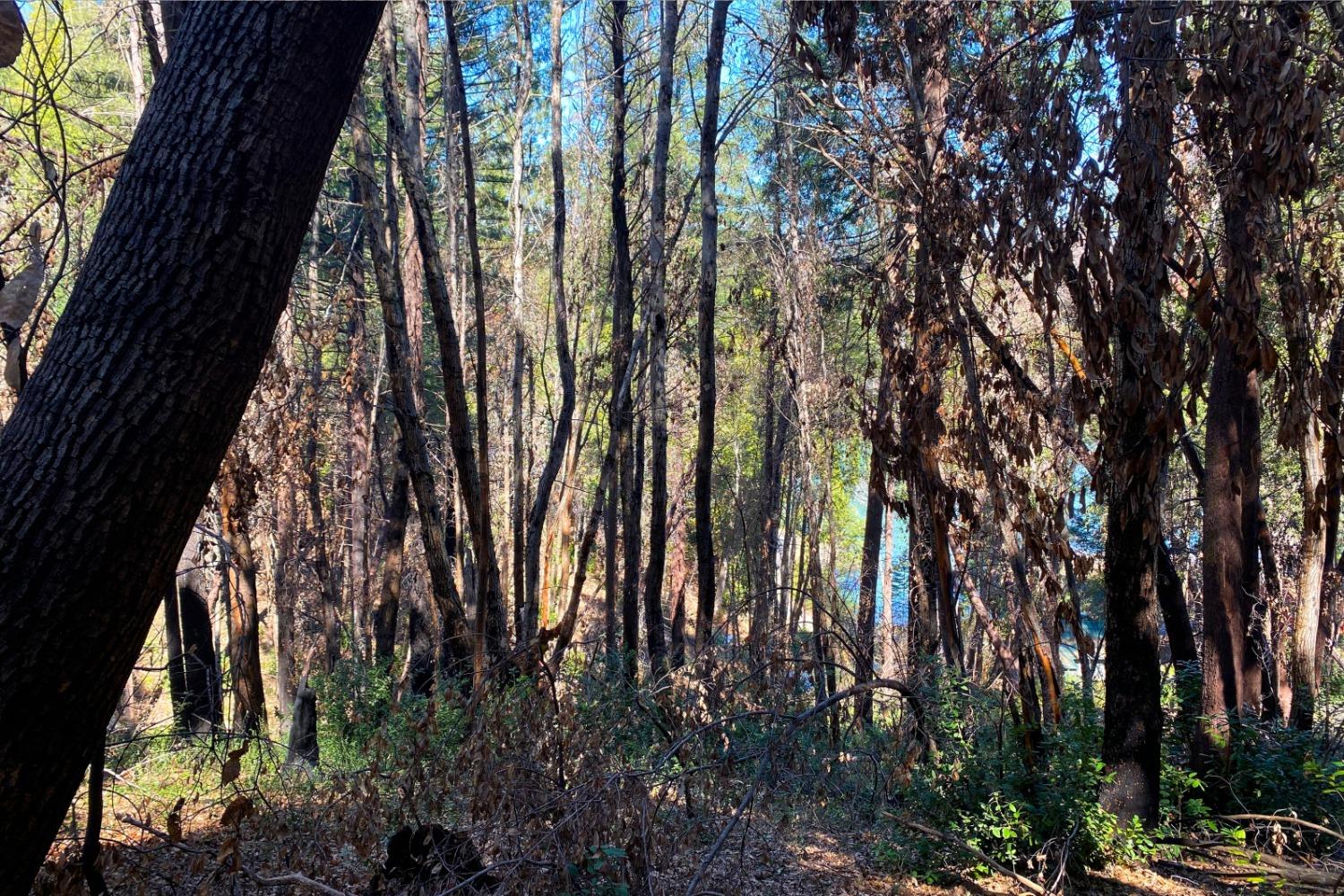 Fir Trail, Berry Creek, California image 34