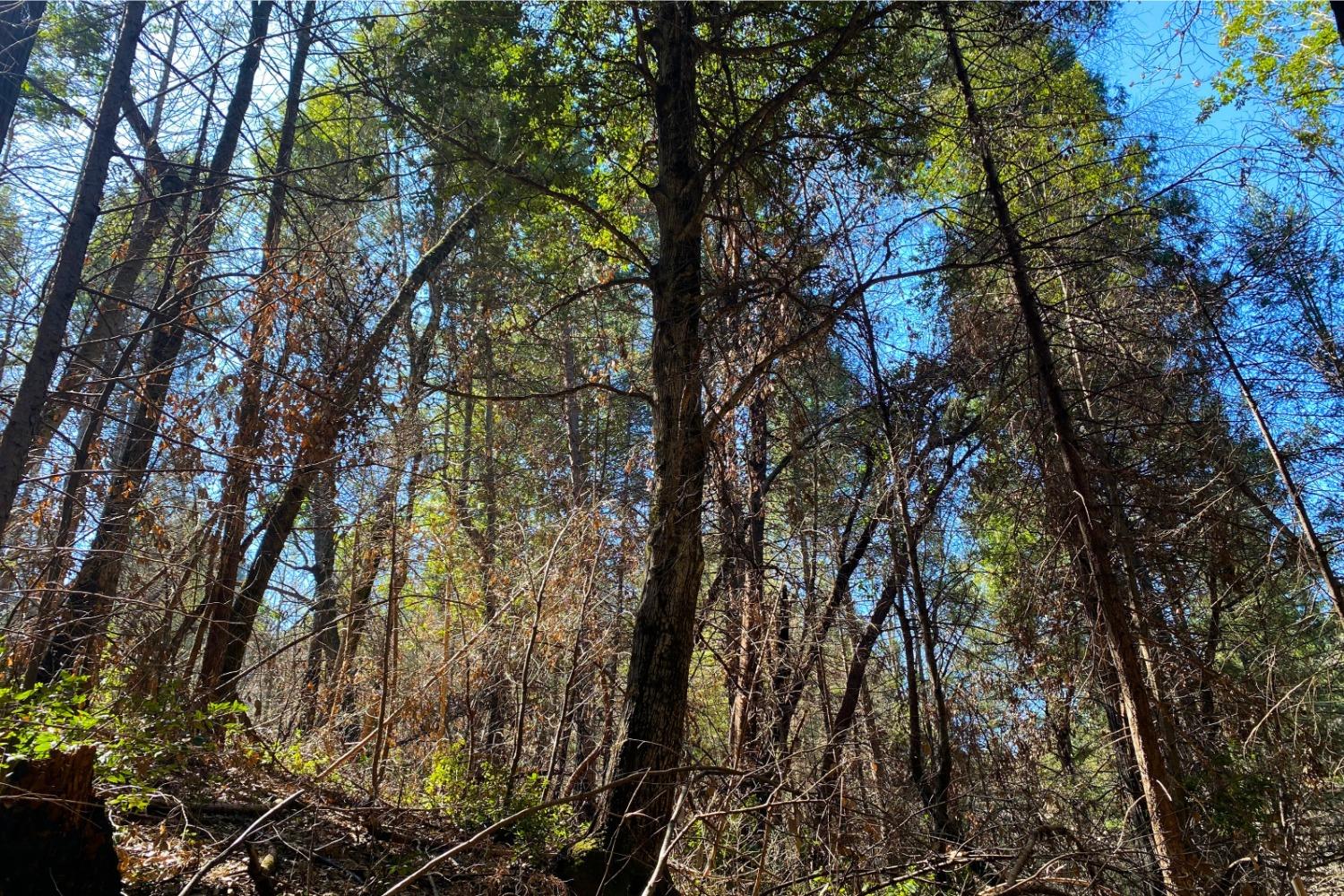 Fir Trail, Berry Creek, California image 5