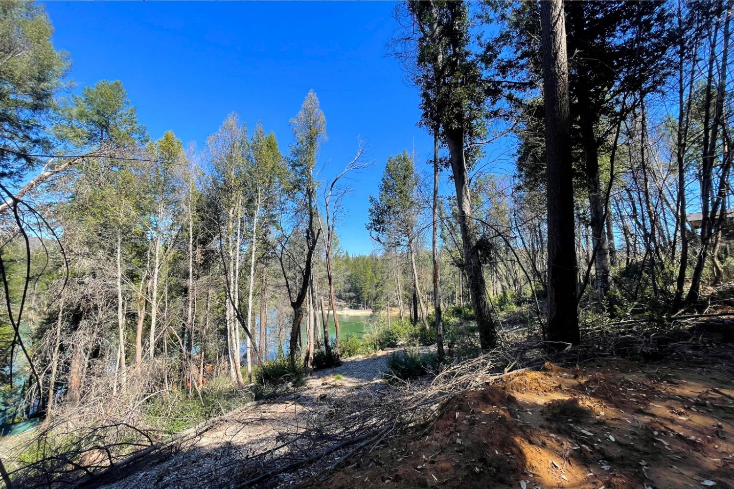 Panorama Drive, Berry Creek, California image 9