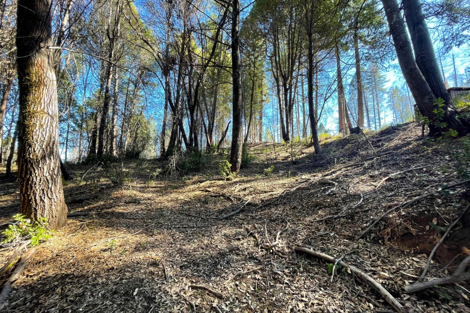 Panorama Drive, Berry Creek, California image 9
