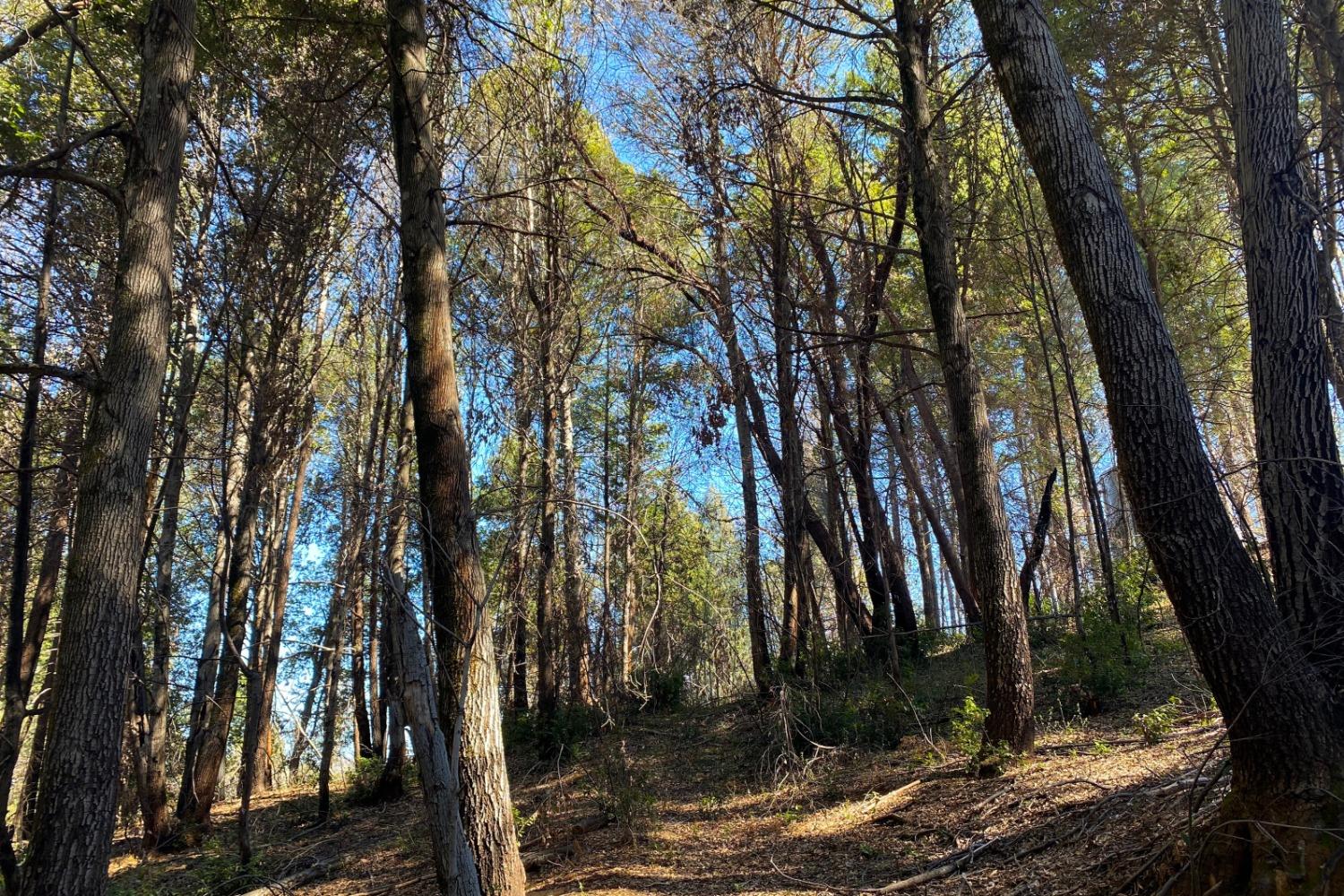 Panorama Drive, Berry Creek, California image 5