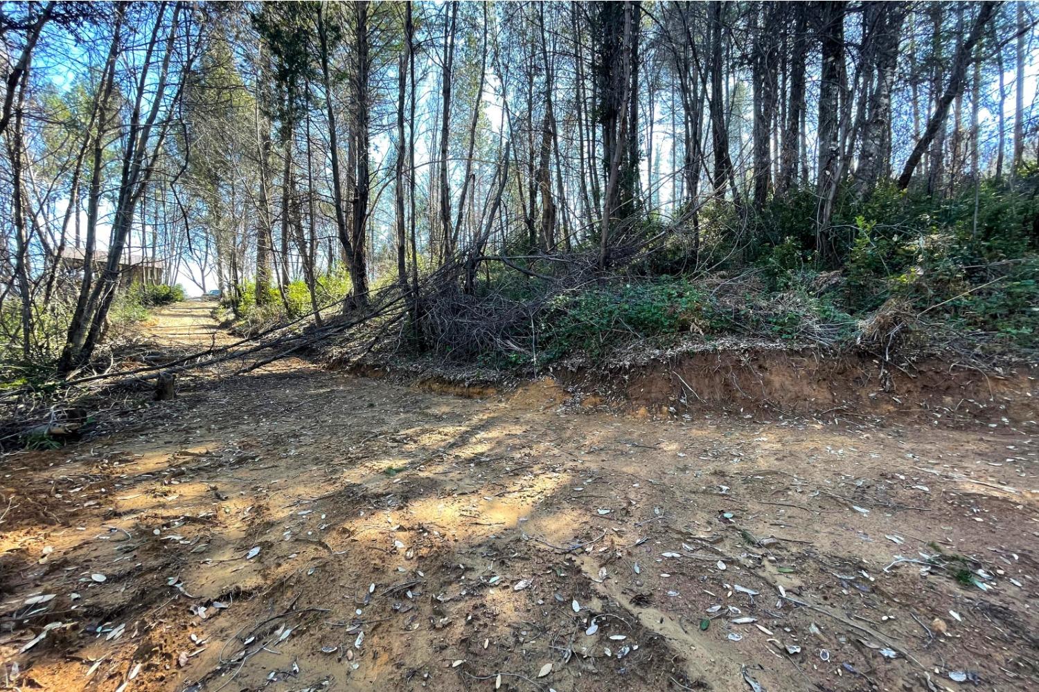 Panorama Drive, Berry Creek, California image 7