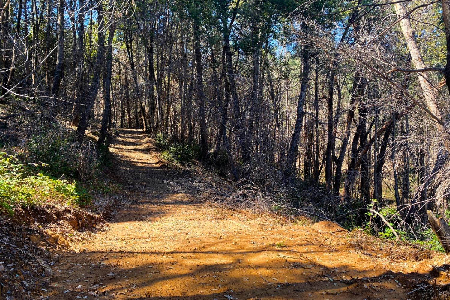 Panorama Drive, Berry Creek, California image 18