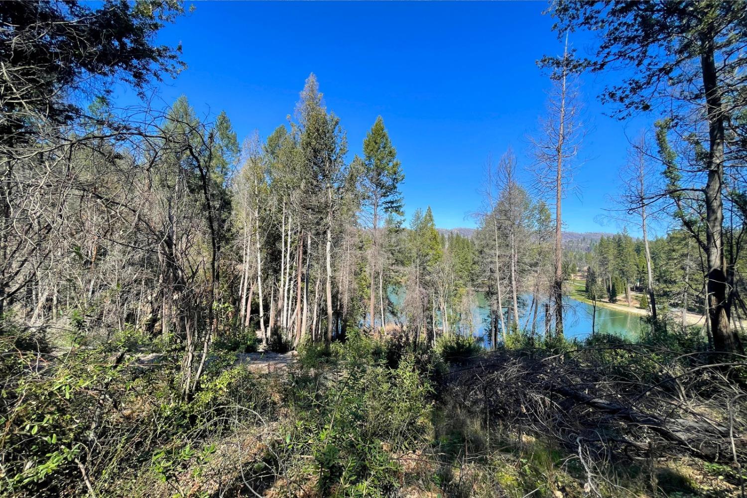 Panorama Drive, Berry Creek, California image 16