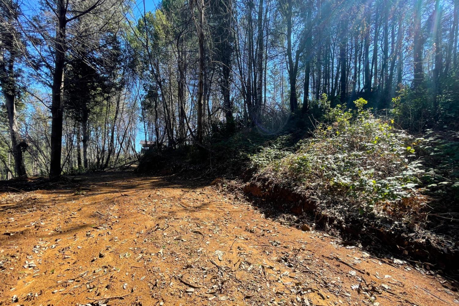 Panorama Drive, Berry Creek, California image 6