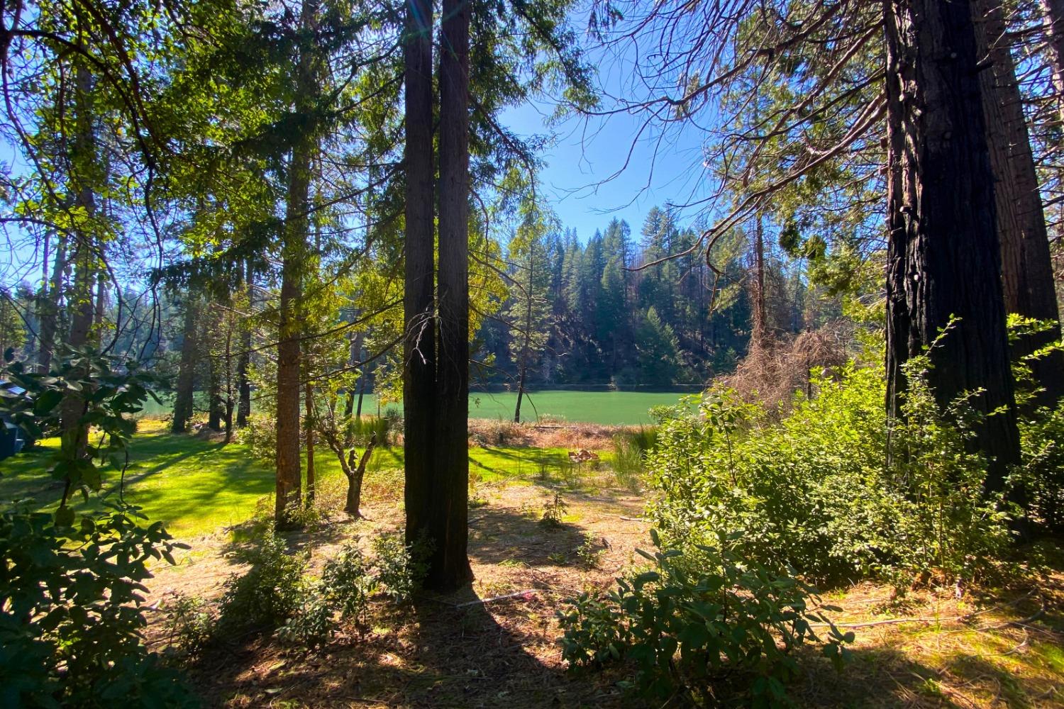 Panorama Drive, Berry Creek, California image 31
