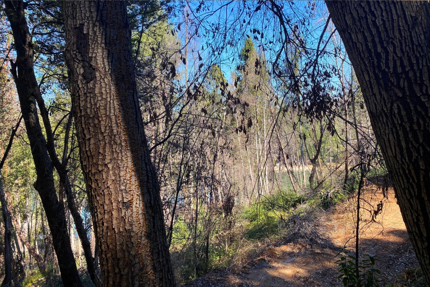 Panorama Drive, Berry Creek, California image 21