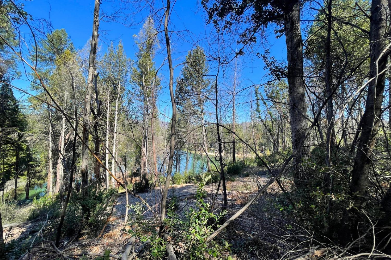 Panorama Drive, Berry Creek, California image 14