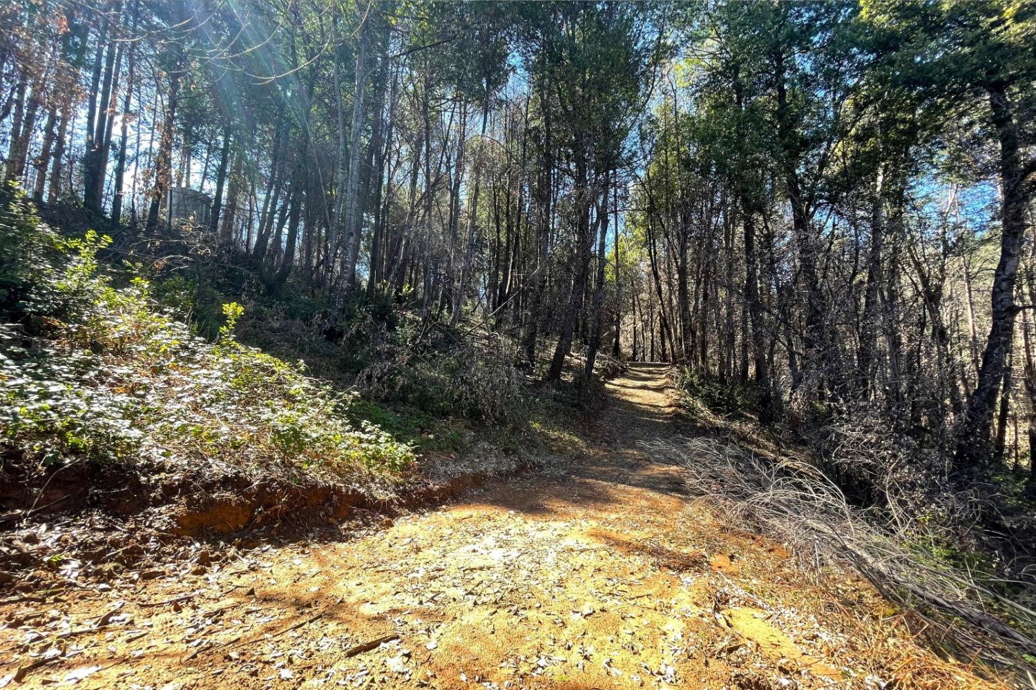 Panorama Drive, Berry Creek, California image 5