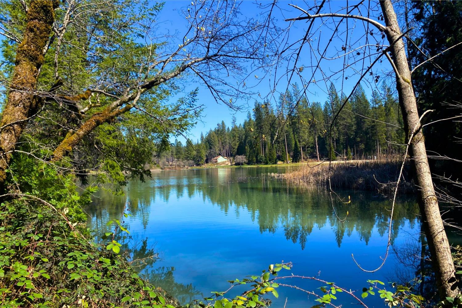 Panorama Drive, Berry Creek, California image 45