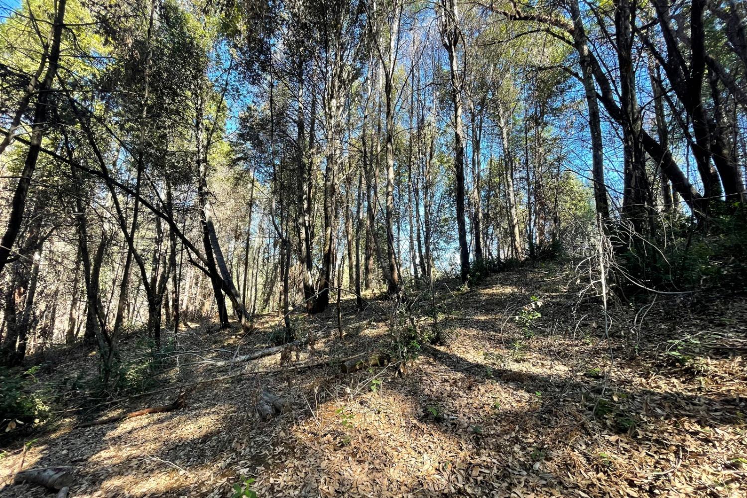 Panorama Drive, Berry Creek, California image 14