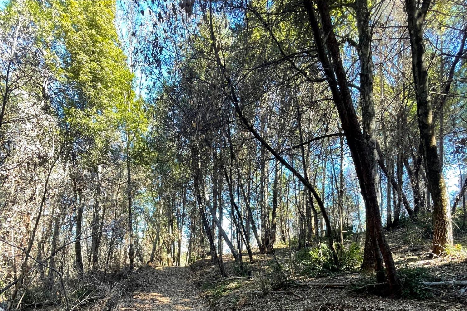 Panorama Drive, Berry Creek, California image 17