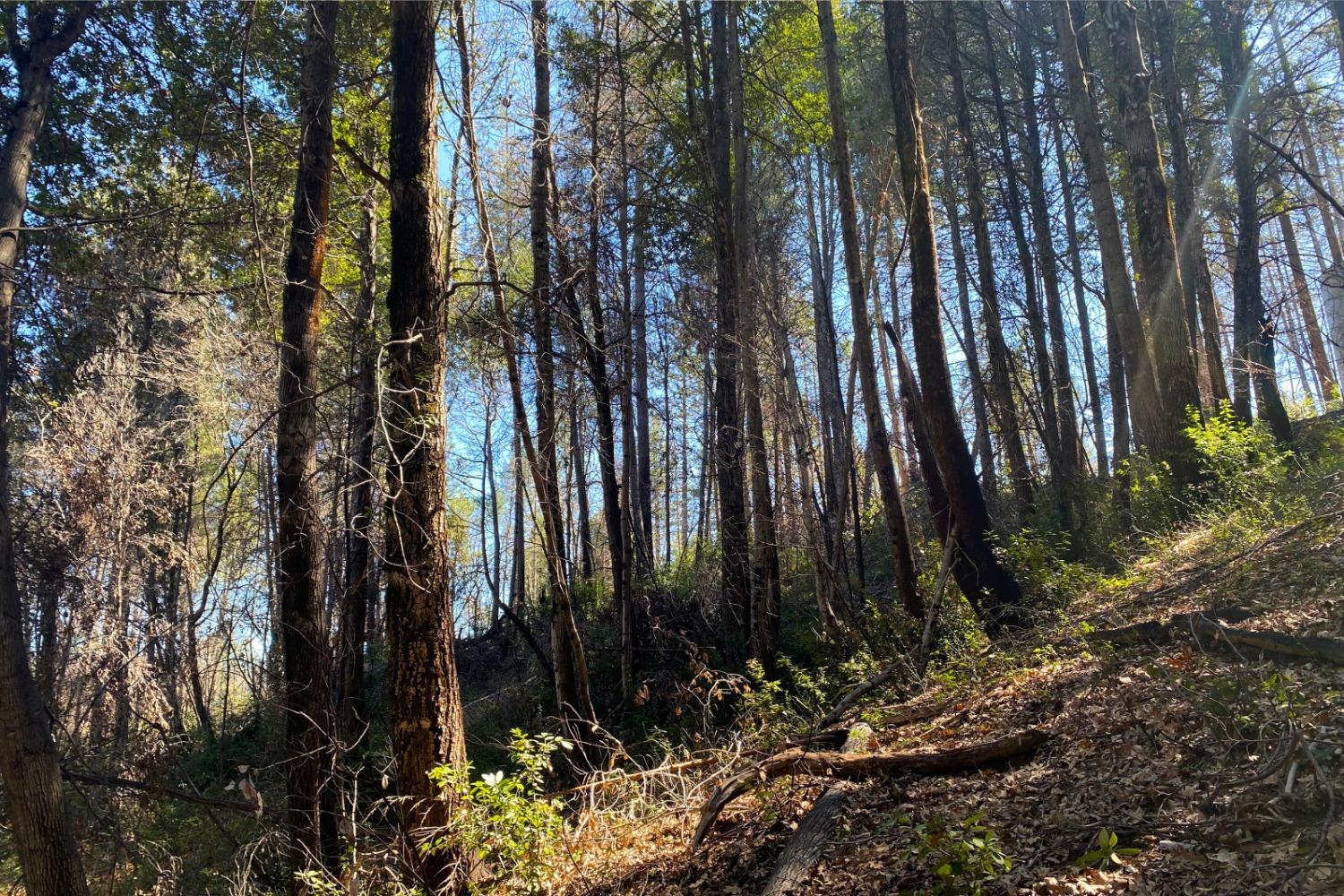 Panorama Drive, Berry Creek, California image 6