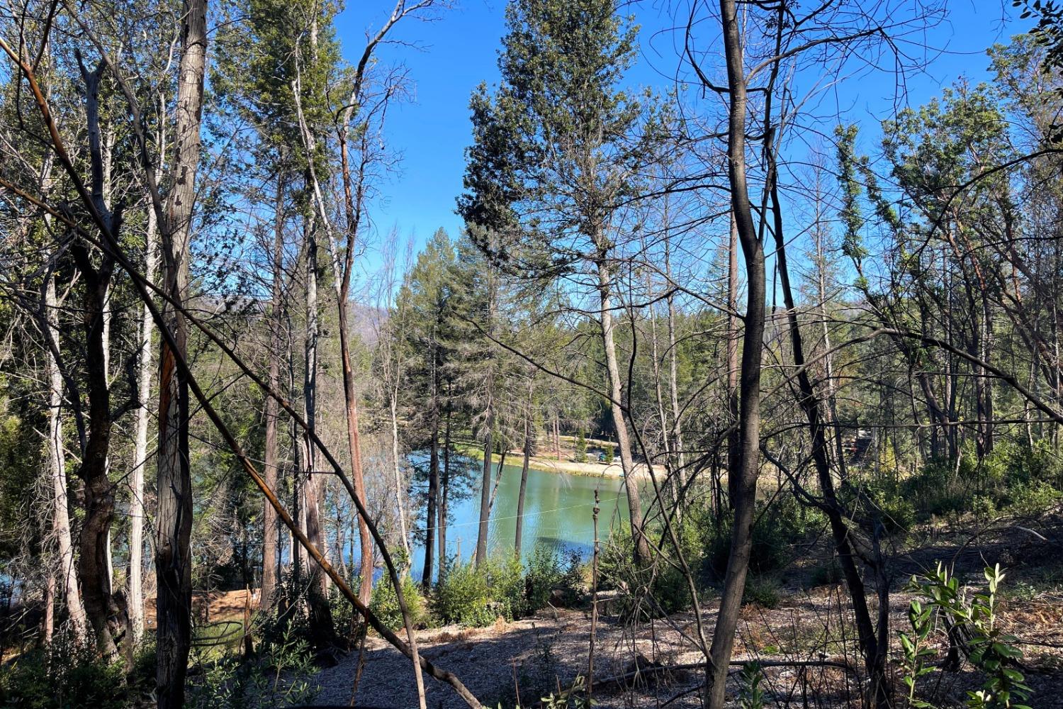 Panorama Drive, Berry Creek, California image 13
