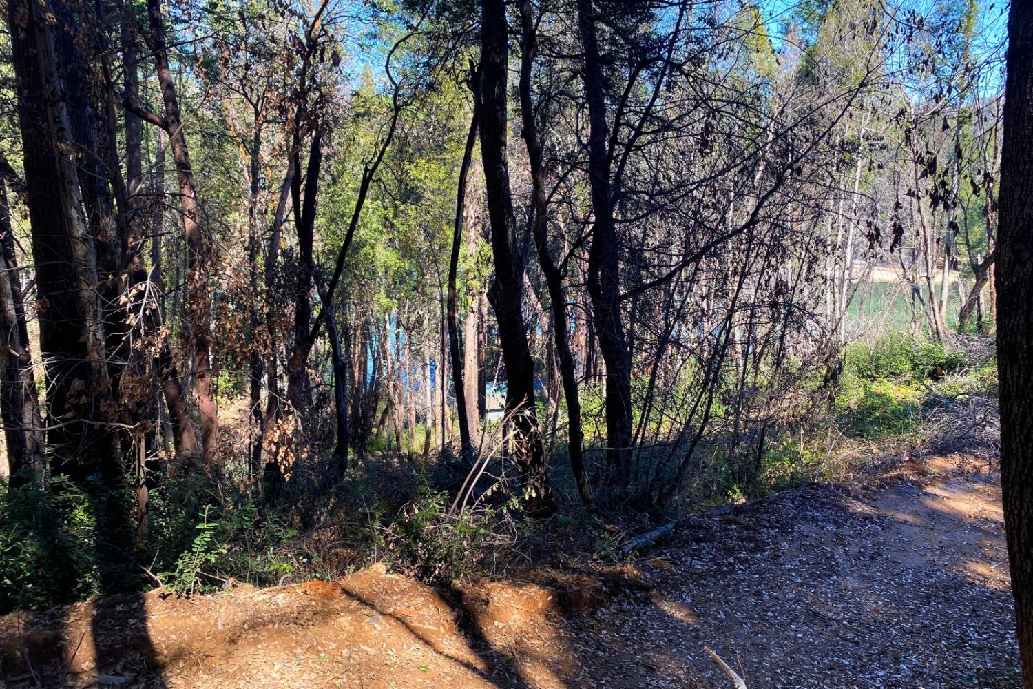 Panorama Drive, Berry Creek, California image 22