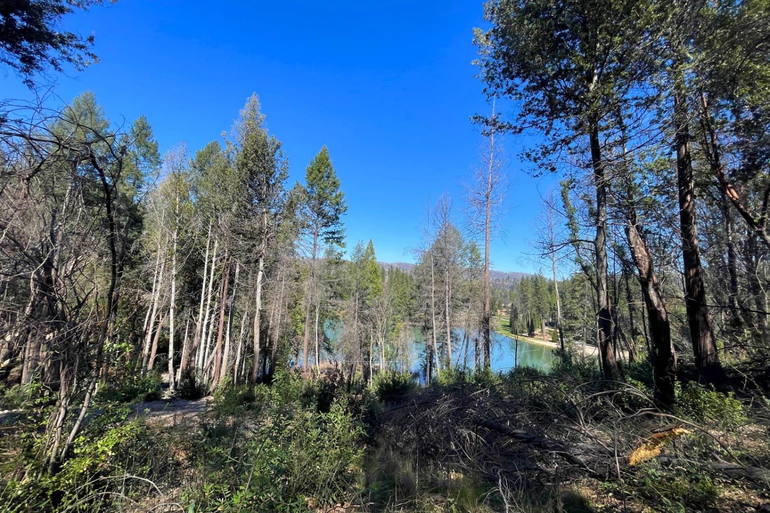 Panorama Drive, Berry Creek, California image 15