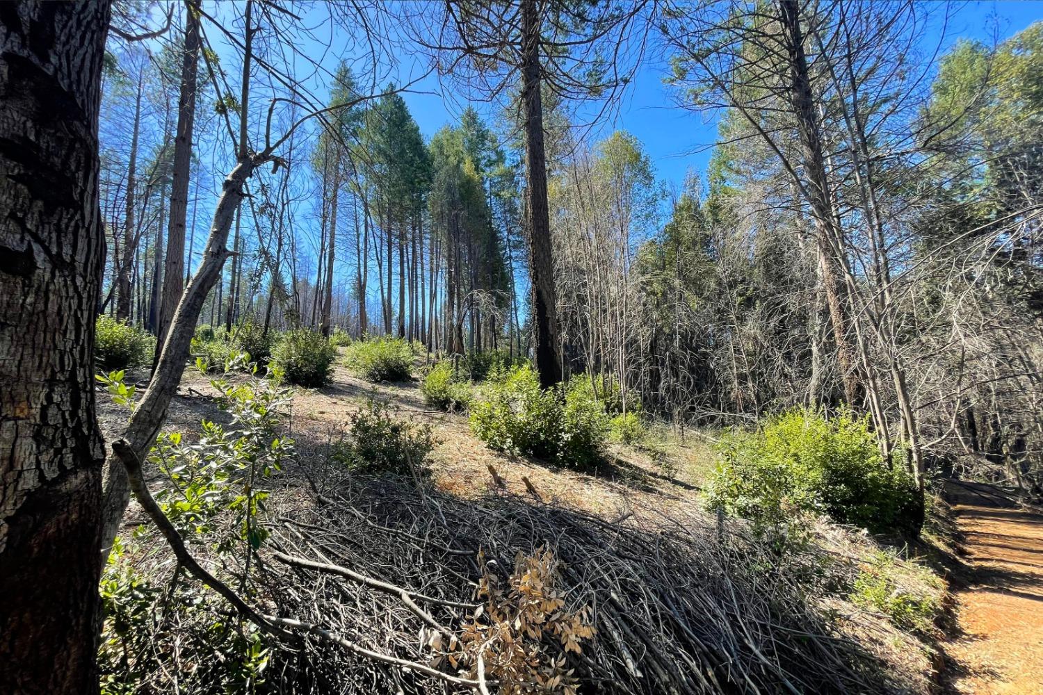 Panorama Drive, Berry Creek, California image 20