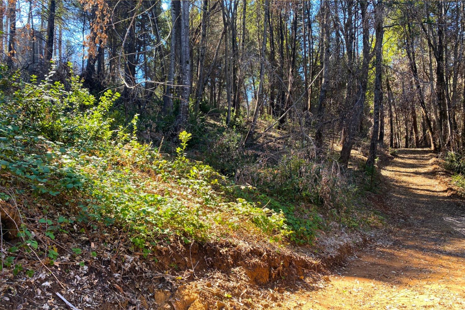 Panorama Drive, Berry Creek, California image 4
