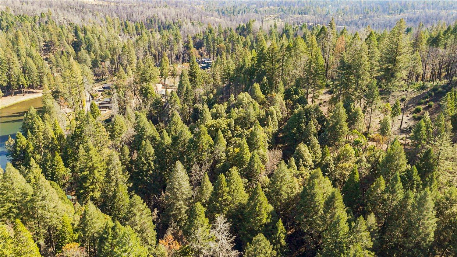 Panorama Drive, Berry Creek, California image 4