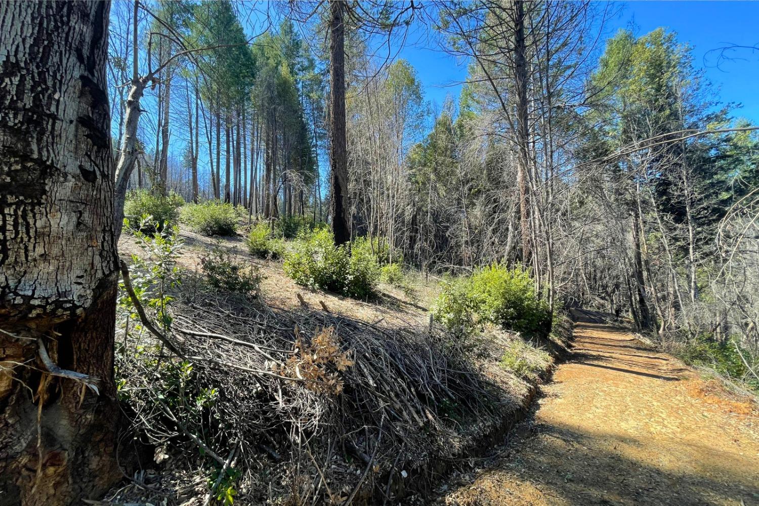 Panorama Drive, Berry Creek, California image 19