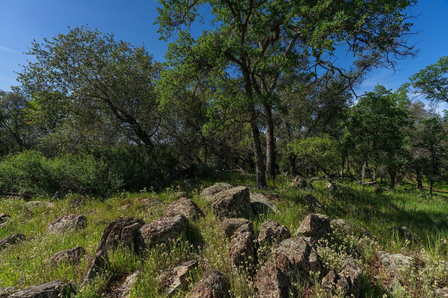 Sunset Drive, Sutter Creek, California image 9