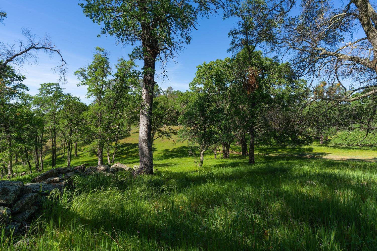 Sunset Drive, Sutter Creek, California image 12