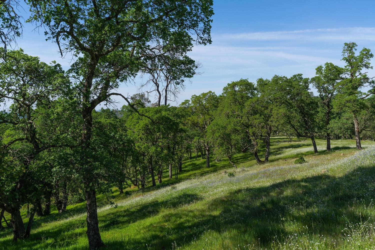 Sunset Drive, Sutter Creek, California image 1