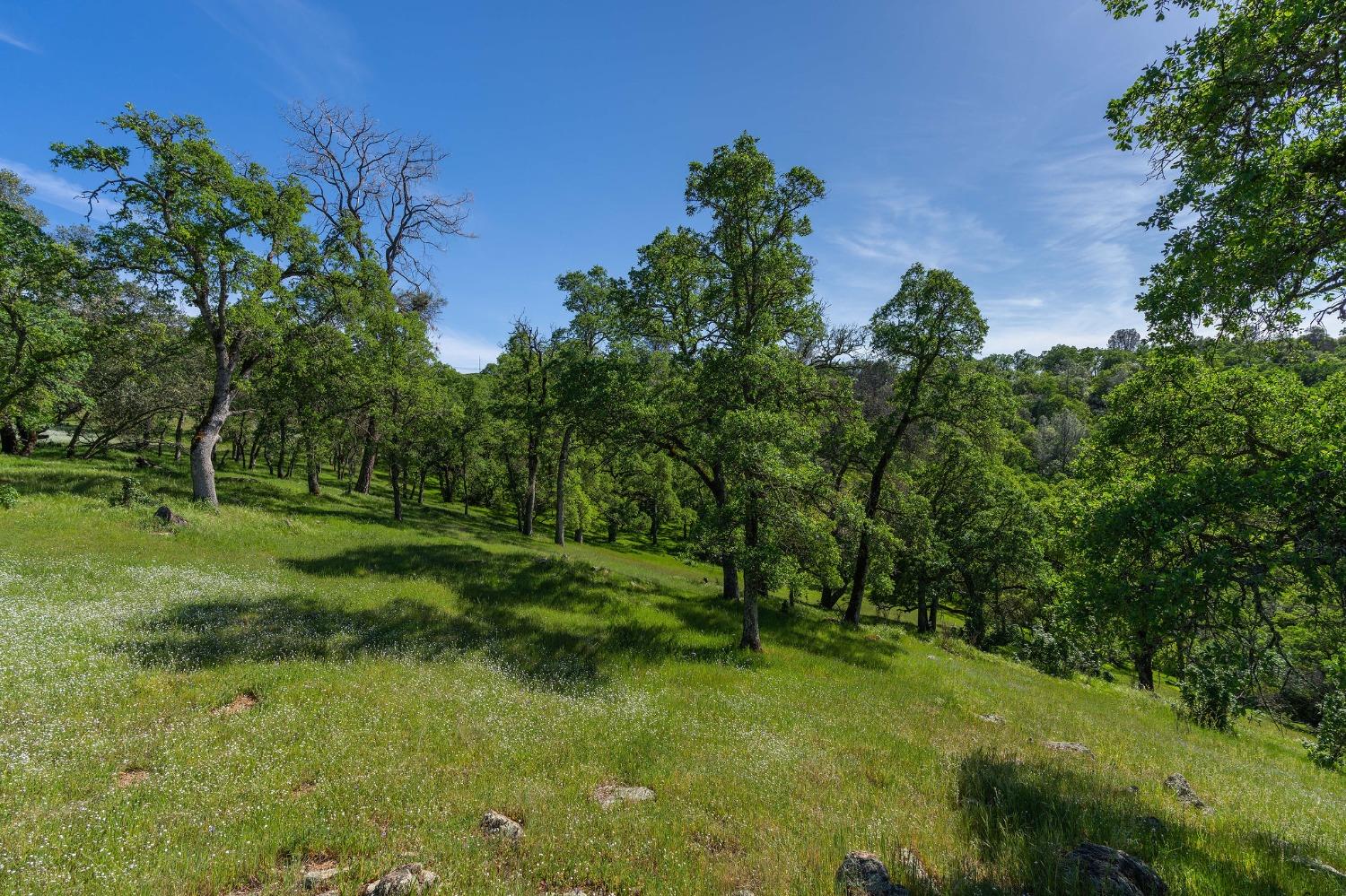 Sunset Drive, Sutter Creek, California image 5