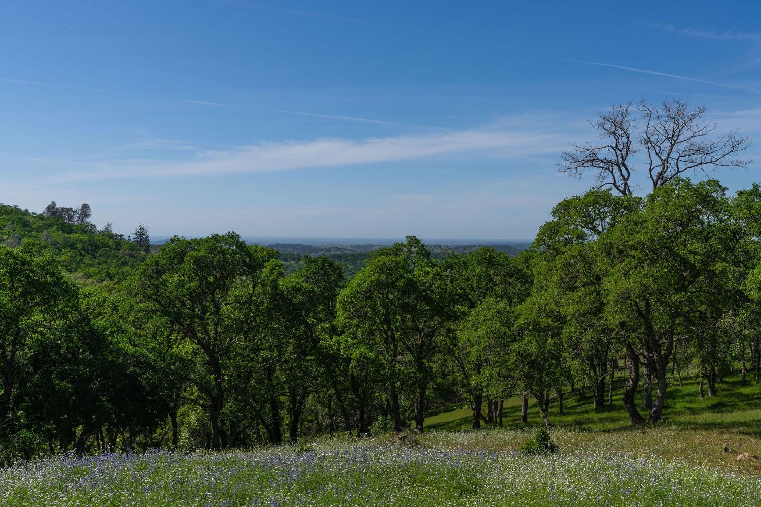 Sunset Drive, Sutter Creek, California image 3