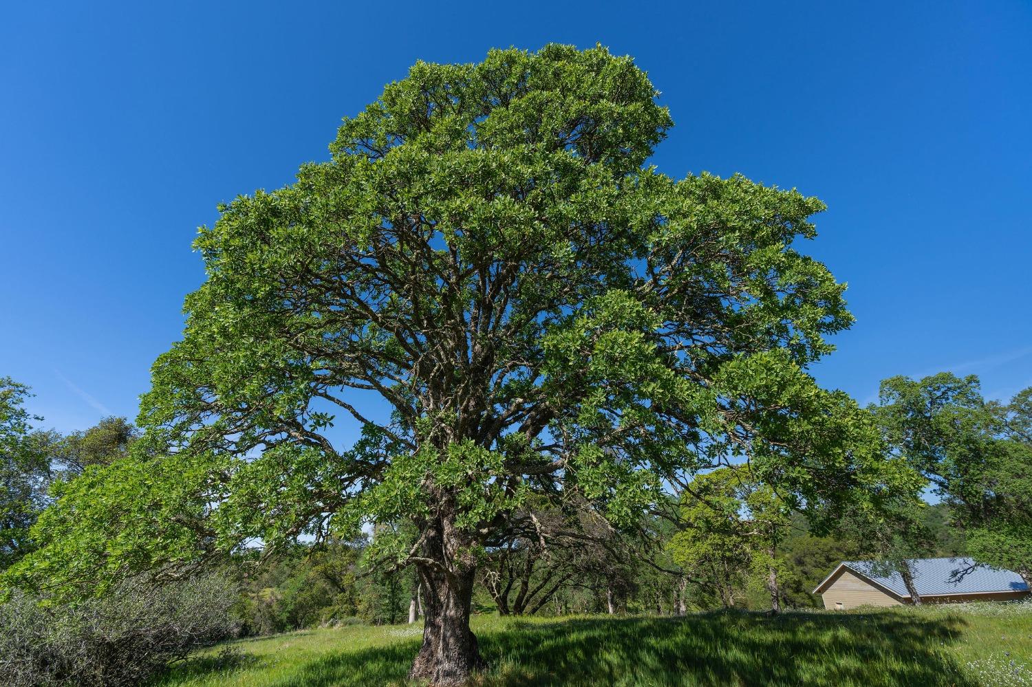 Sunset Drive, Sutter Creek, California image 8