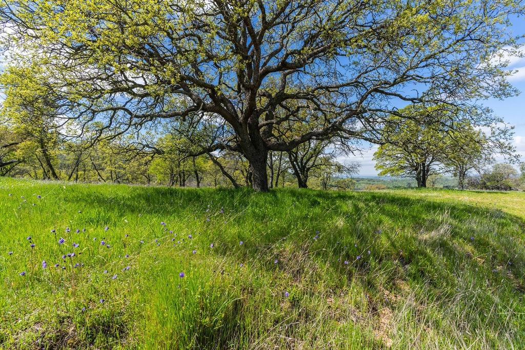 Sunset Drive, Sutter Creek, California image 6