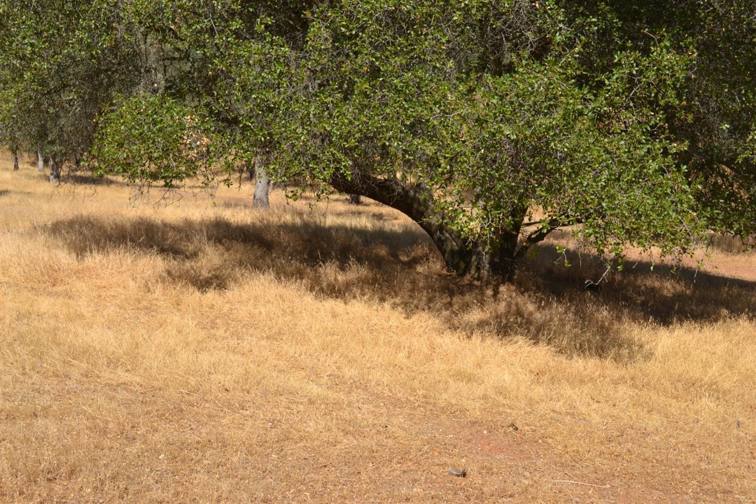 Detail Gallery Image 89 of 91 For 0 Avacado Rd, Oroville,  CA 95966 - – Beds | – Baths