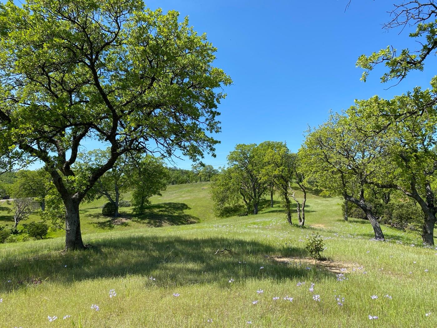 Acres Happy Valley Trail, Cottonwood, California image 11