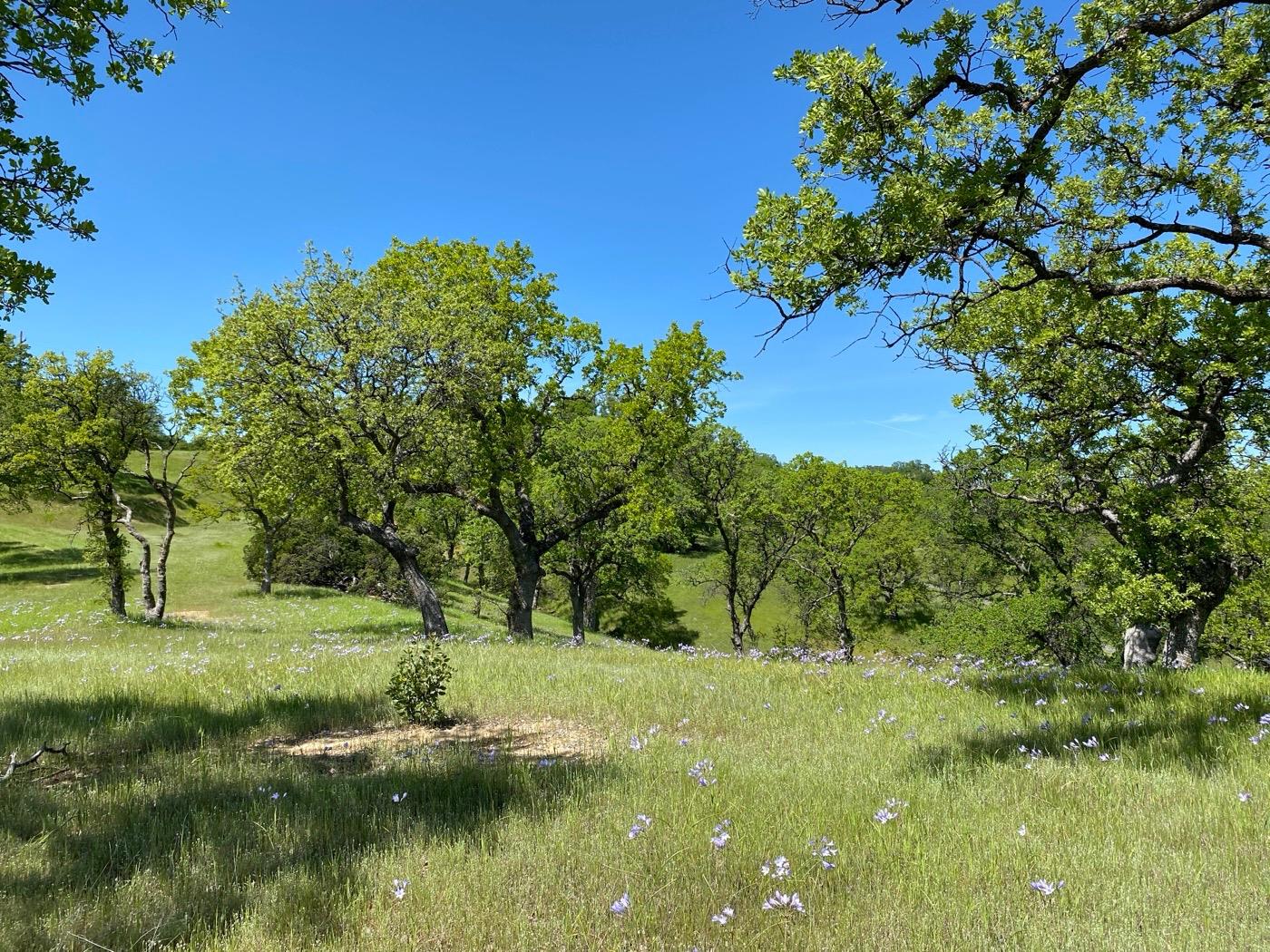 Acres Happy Valley Trail, Cottonwood, California image 10