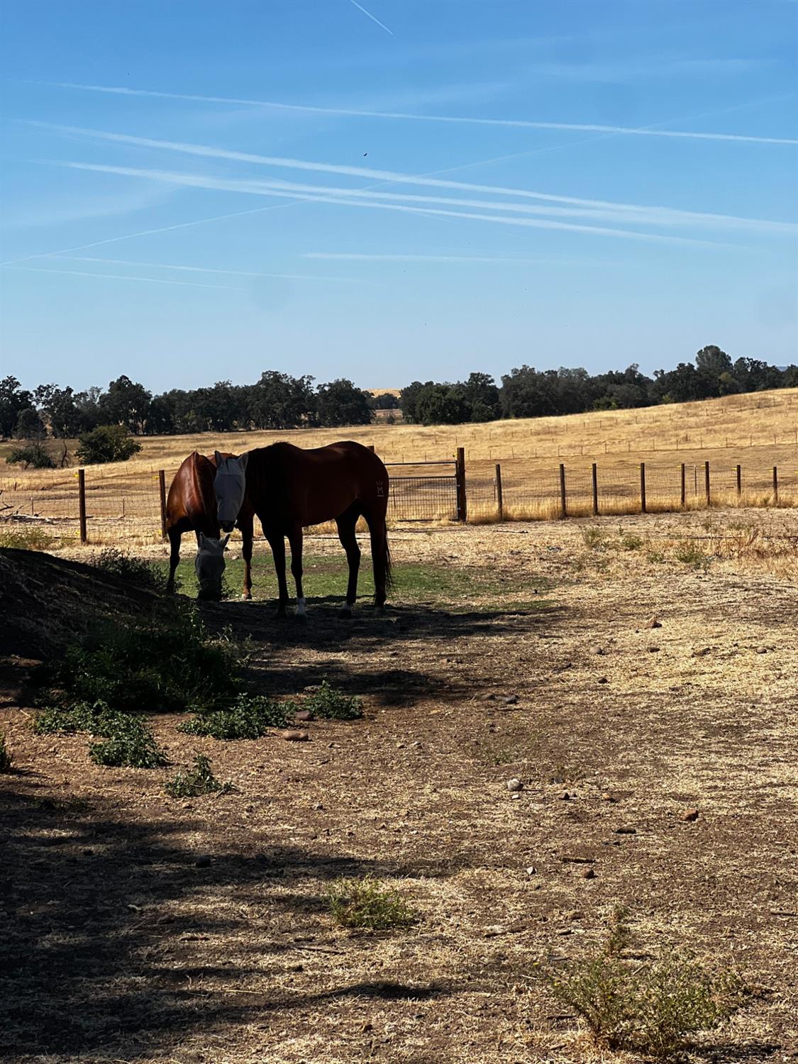 Spenceville Road, Wheatland, California image 49