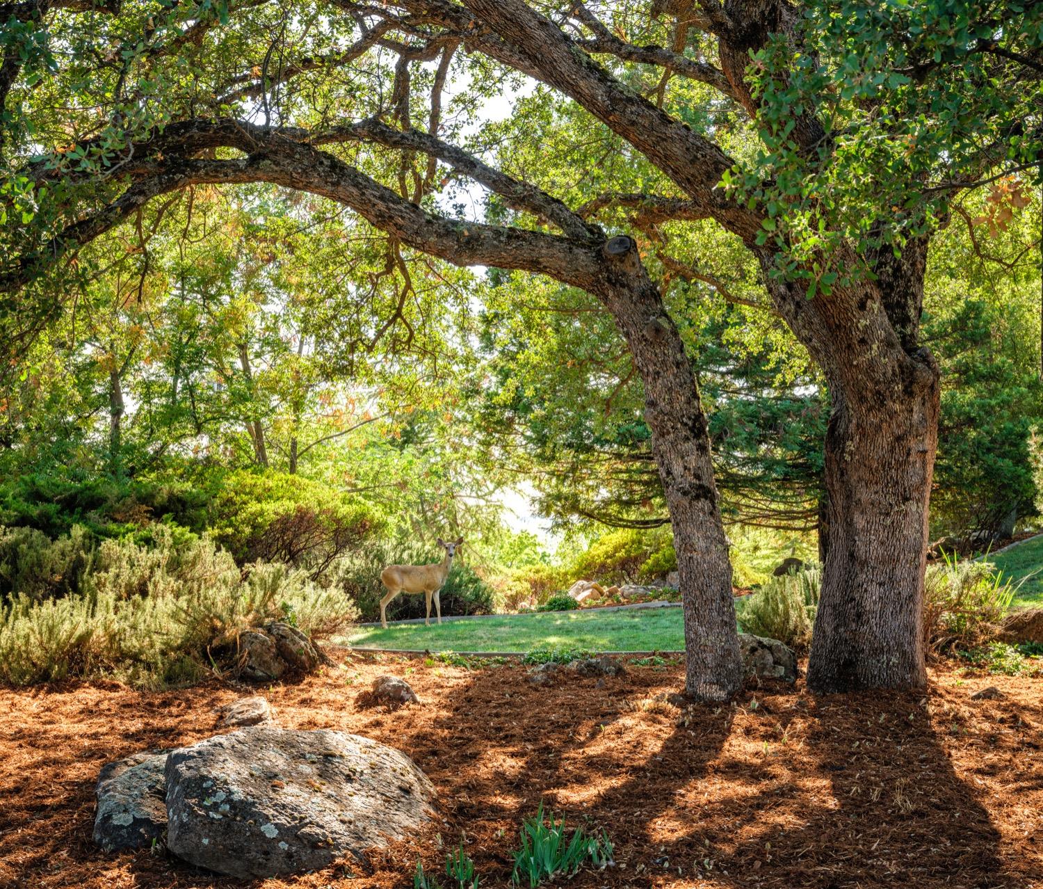 Detail Gallery Image 30 of 76 For 1910 Overlook Ct, Placerville,  CA 95667 - 4 Beds | 4/2 Baths