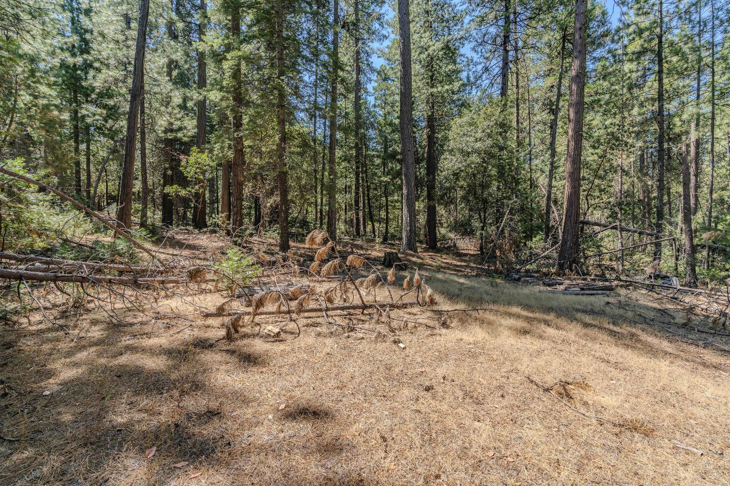 Cherokee Lane, Volcano, California image 7