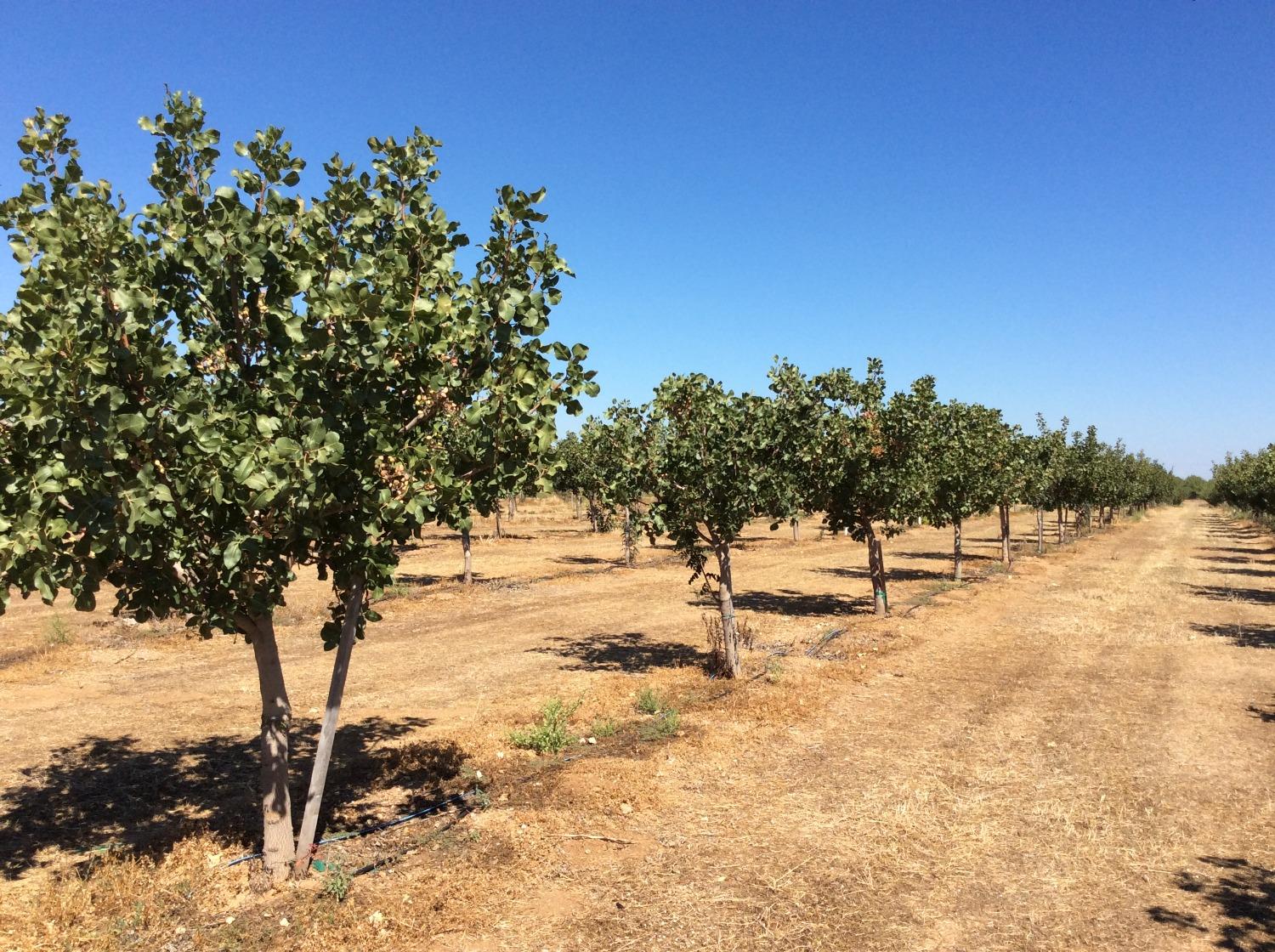 Tehama Ave, Gerber, California image 7