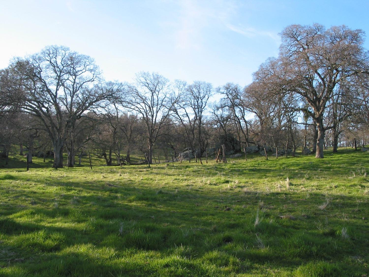 Shenandoah Ridge, Plymouth, California image 6