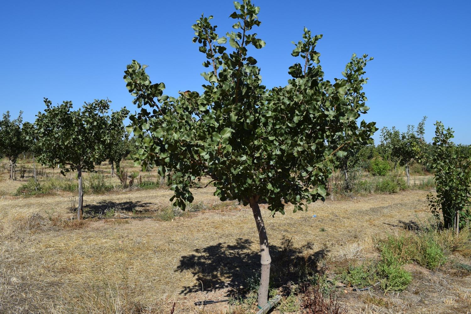 Tehama Ave, Gerber, California image 3